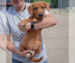 Small #3 Bassetdor