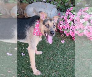 Mutt Dogs for adoption in Oklahoma City, OK, USA