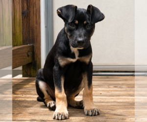 Mutt Dogs for adoption in Sterling, MA, USA