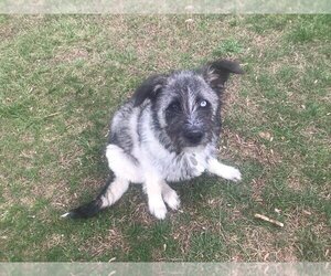 German Shepherd Dog-Siberian Husky Mix Dogs for adoption in Mooresville, NC, USA