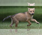 Small #2 German Shepherd Dog-Retriever  Mix