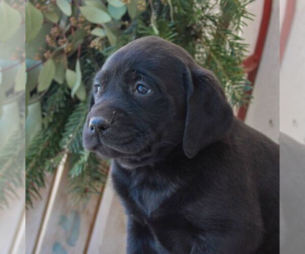 Medium Photo #2 Labrador Retriever Puppy For Sale in JONESTOWN, PA, USA