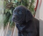 Small #1 Labrador Retriever