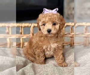 Maltipoo Puppy for sale in BYRON CENTER, MI, USA