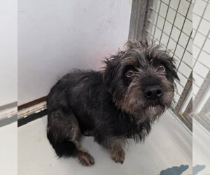 Mutt Dogs for adoption in Chico, CA, USA