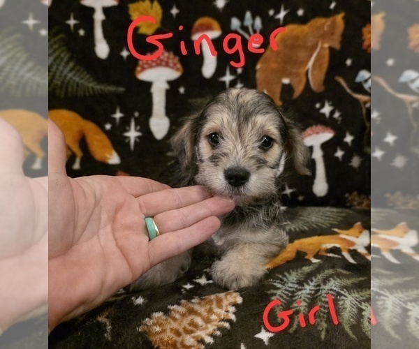 Medium Photo #1 Chizer Puppy For Sale in MONTEZUMA, GA, USA