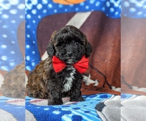 Poovanese Puppy for sale in LEOLA, PA, USA