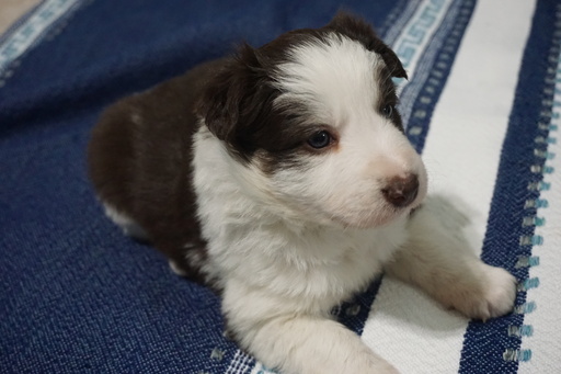 Medium Photo #3 Border Collie Puppy For Sale in ROCK ISLAND, IL, USA