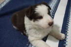 Small Photo #3 Border Collie Puppy For Sale in ROCK ISLAND, IL, USA