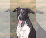 Small Lab-Pointer