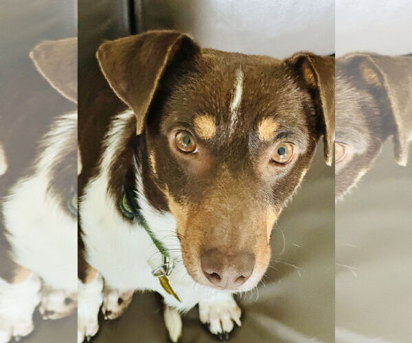 Medium Photo #3 Dachshund-Unknown Mix Puppy For Sale in Sandy, UT, USA