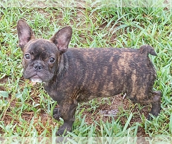 Medium Photo #1 French Bulldog Puppy For Sale in LEAGUE CITY, TX, USA