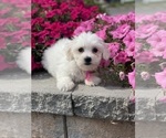 Small #4 Coton de Tulear