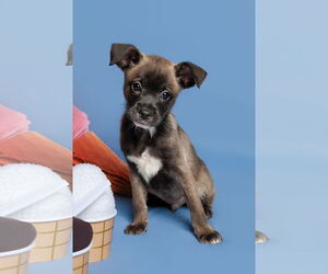 Chihuahua-Unknown Mix Dogs for adoption in McKinney, TX, USA
