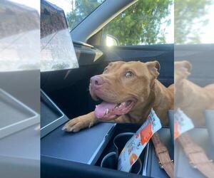 Staffordshire Bull Terrier Dogs for adoption in Pasadena, TX, USA