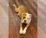 Small Photo #1 Olde English Bulldogge Puppy For Sale in MARIETTA, GA, USA