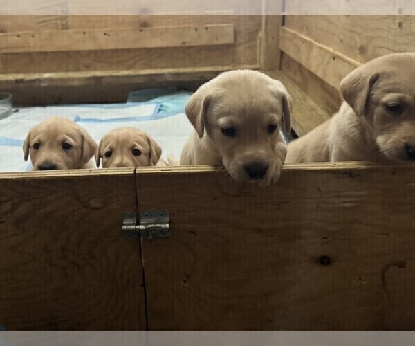 Medium Photo #3 Labrador Retriever Puppy For Sale in WOODBRIDGE, CT, USA