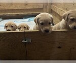 Small #2 Labrador Retriever