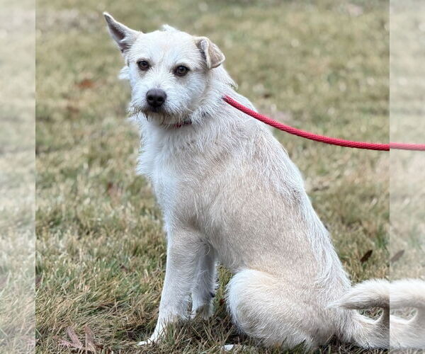 Medium Photo #2 Cairn Terrier-Unknown Mix Puppy For Sale in Yardley, PA, USA