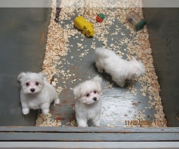 Medium Photo #13 Maltese Puppy For Sale in CARROLLTON, GA, USA