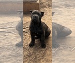 Small #3 Cane Corso