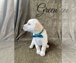 Small Photo #28 Labrador Retriever Puppy For Sale in MURRIETA, CA, USA