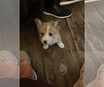 Puppy Mick Pembroke Welsh Corgi