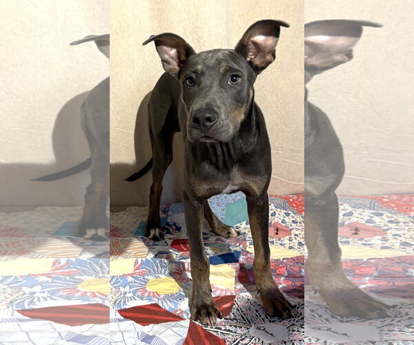 Medium Photo #1 Mutt Puppy For Sale in Wetumpka, AL, USA
