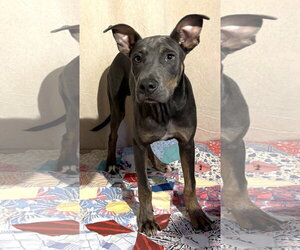 Mutt Dogs for adoption in Wetumpka, AL, USA
