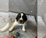 Small Photo #5 English Springer Spaniel Puppy For Sale in BATH, PA, USA