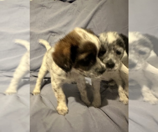 Medium Photo #4 Australian Cattle Dog-Cavapoo Mix Puppy For Sale in AKELEY, MN, USA