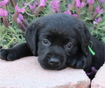 Puppy 4 Labrador Retriever