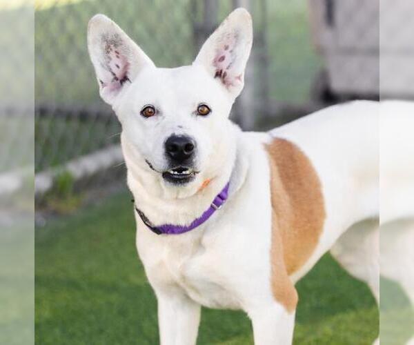 Medium Photo #1 Mutt Puppy For Sale in Camarillo, CA, USA