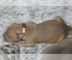 Small #45 American Bully