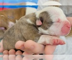 Small Photo #10 Olde English Bulldogge Puppy For Sale in ATHENS, AL, USA