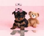 Small #17 Yorkshire Terrier