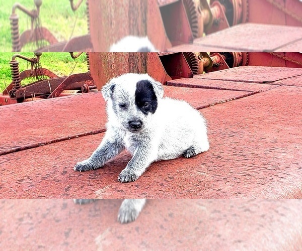 Medium Photo #4 Australian Shepherd Puppy For Sale in DOTHAN, AL, USA