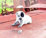 Small Photo #4 Australian Shepherd Puppy For Sale in DOTHAN, AL, USA