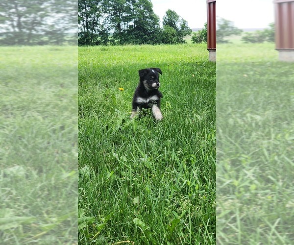 Medium Photo #4 Alaskan Klee Kai-Pomeranian Mix Puppy For Sale in GREENWOOD, WI, USA