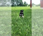 Small #3 Alaskan Klee Kai-Pomeranian Mix
