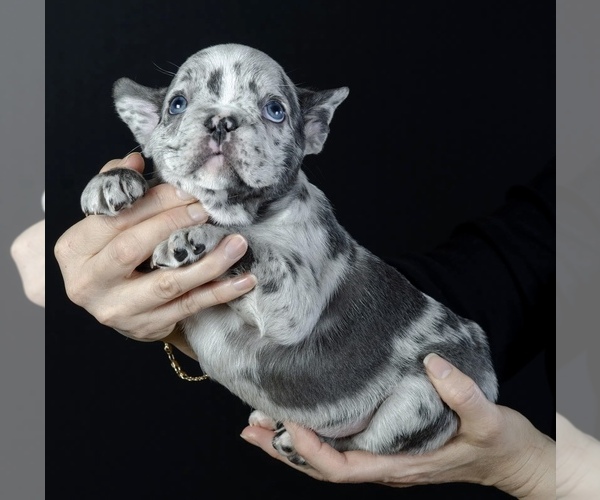Full screen Photo #3 French Bulldog Puppy For Sale in SALEM, OR, USA
