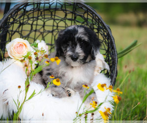 Bordoodle Puppy for sale in STRAFFORD, MO, USA