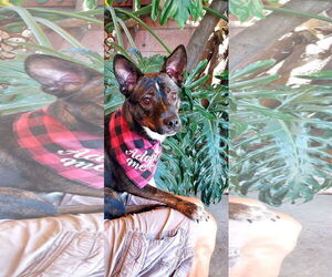 German Shepherd Dog-Unknown Mix Dogs for adoption in San Diego, CA, USA