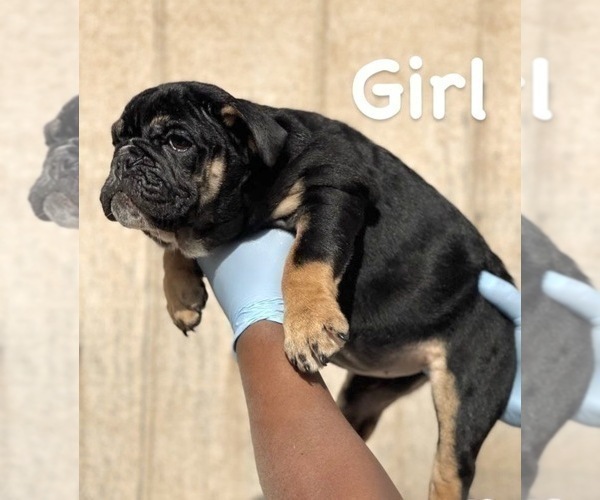 Medium Photo #4 English Bulldog Puppy For Sale in SAN FRANCISCO, CA, USA