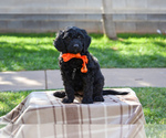Small Photo #6 Goldendoodle Puppy For Sale in SANTA CLARA, UT, USA