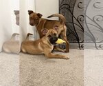 Small Photo #9 Chihuahua-Unknown Mix Puppy For Sale in Dallas, TX, USA
