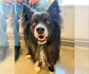 Border Collie-Unknown Mix Dogs for adoption in Fairfax, VA, USA