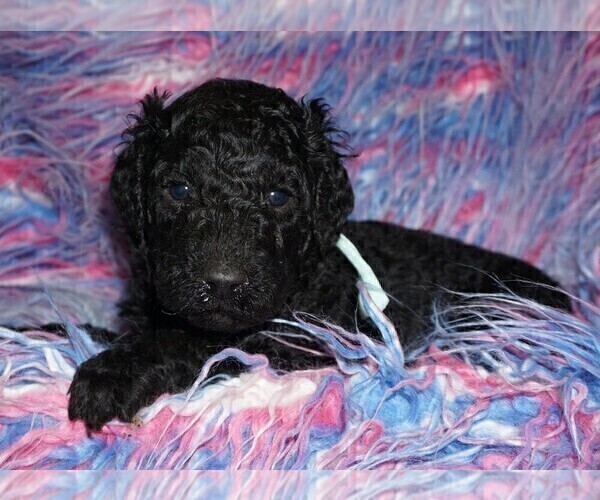 Medium Photo #4 Labradoodle Puppy For Sale in LA HABRA, CA, USA