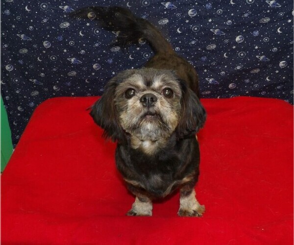 Medium Photo #18 Cavapoochon (Miniature) Puppy For Sale in PATERSON, NJ, USA