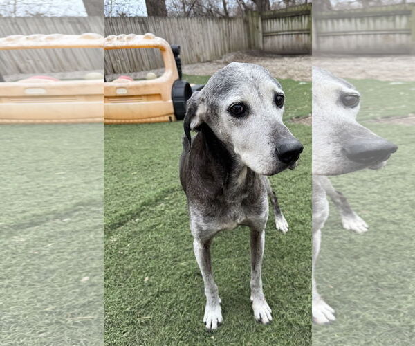 Medium Photo #2 Labrador Retriever-Unknown Mix Puppy For Sale in Leavenworth, KS, USA